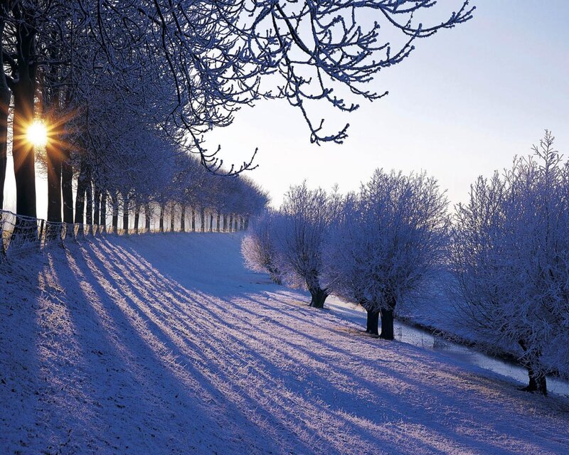 Snow-covered Trees — Blue, Serene, Winter, Photograph, Sun, Frost