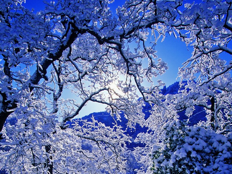 Snow-covered Trees — Blue, Serene, Winter, Photograph, Sun, Mountains