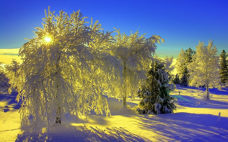 Snow-covered Trees — Blue, Serene, Winter, Photograph, Sun, Snow