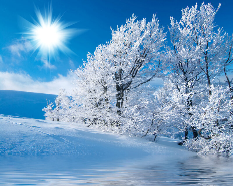 Snow-covered Trees — Blue, Serene, Winter, Photograph, Sun