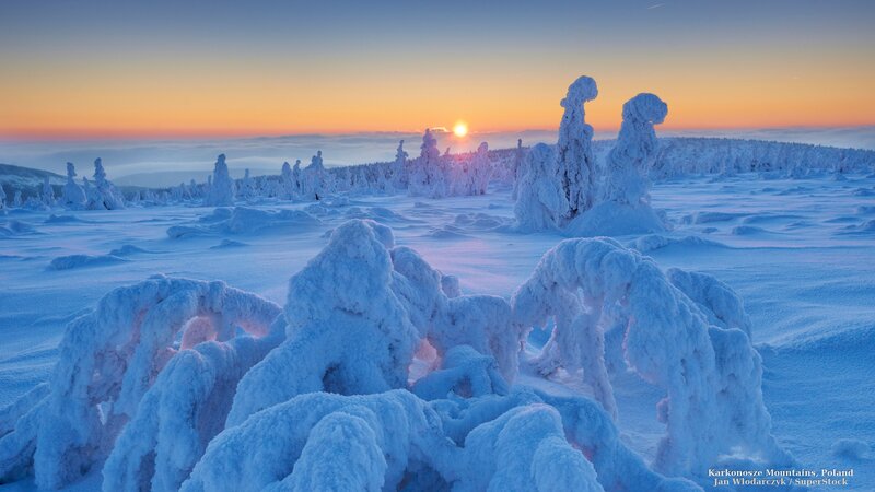 Snow-covered Trees — Blue, Serene, Winter, Photograph, Sunrise
