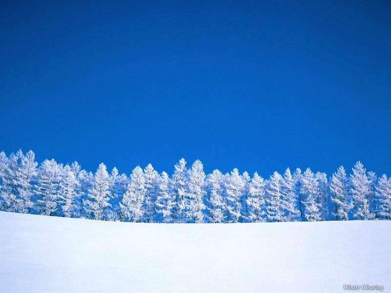 Snow-covered Trees — Blue, Serene, Winter, Photograph