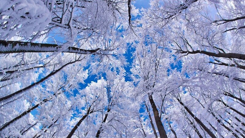 Snow-covered Trees — Blue, Serene, Winter