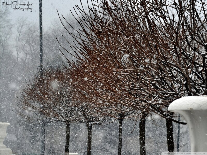 Snow-covered Trees — Brown, Calm