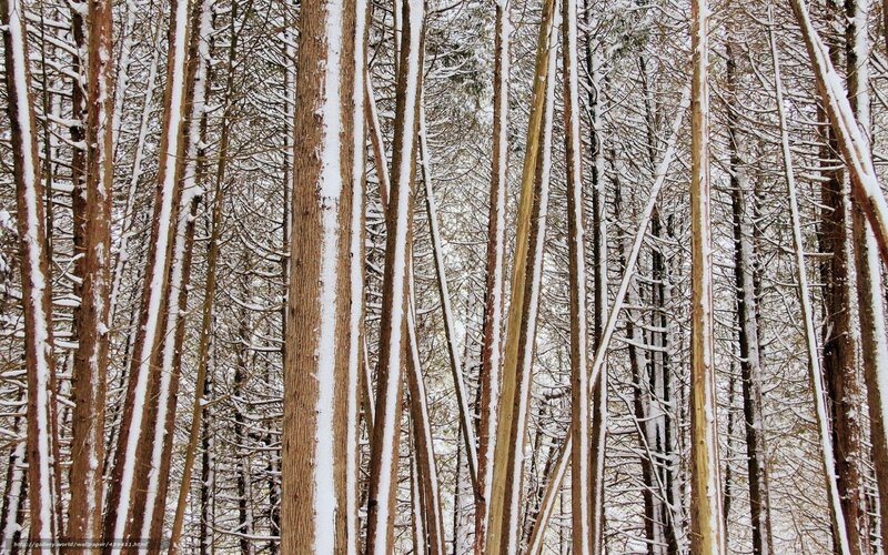 Snow-covered Trees — Brown