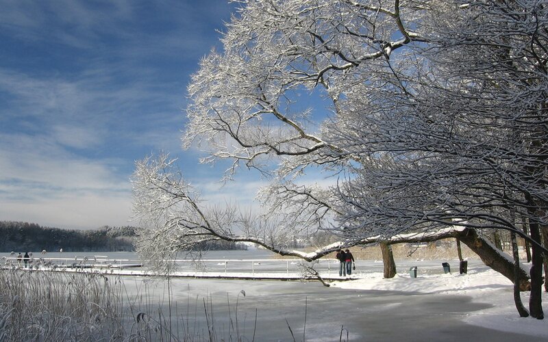 Snow-covered trees by a frozen lake