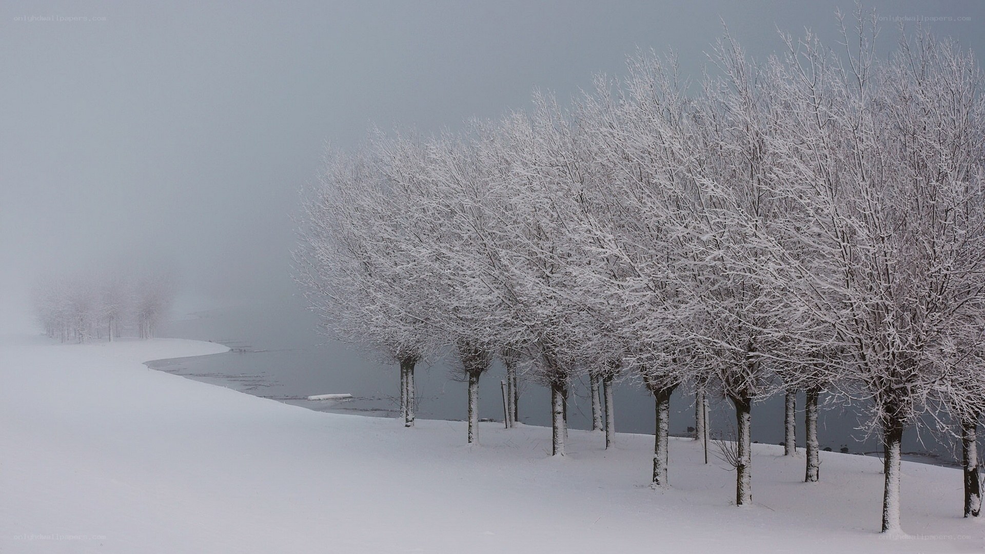 Snow-covered trees by a lake