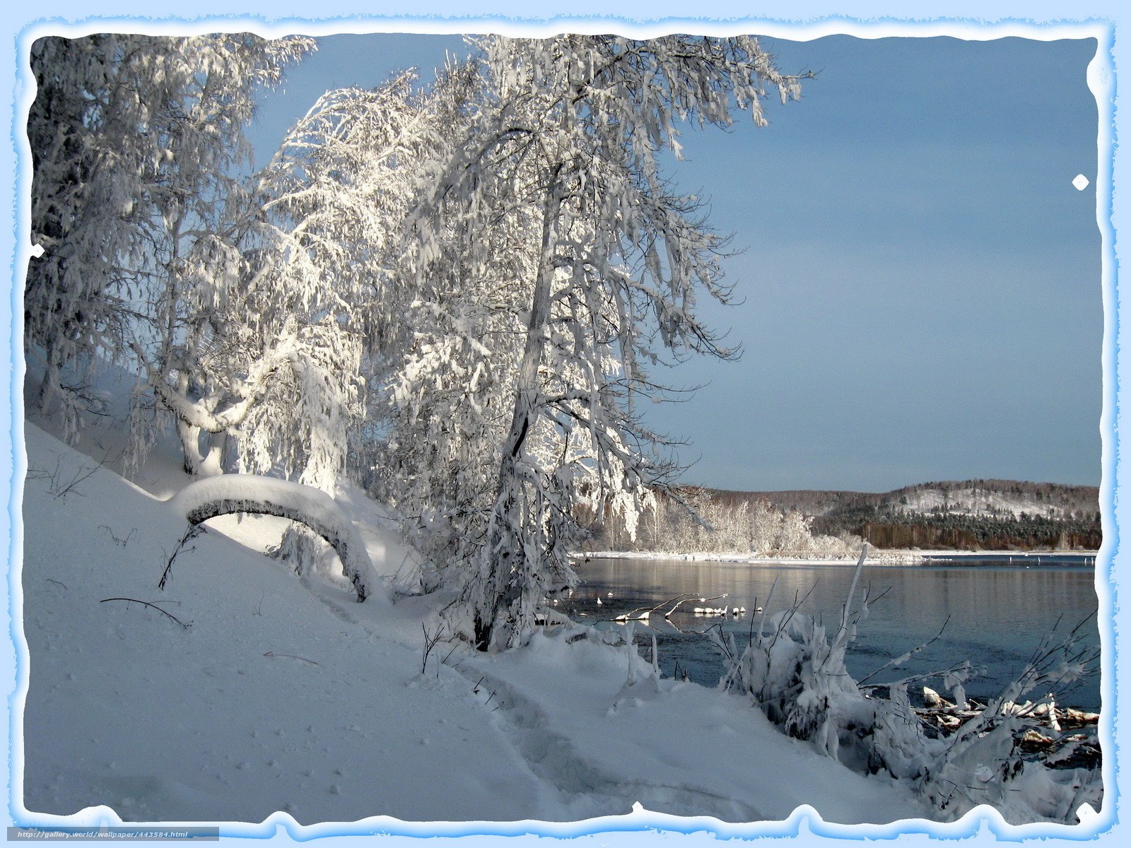 Snow-covered trees by a lake