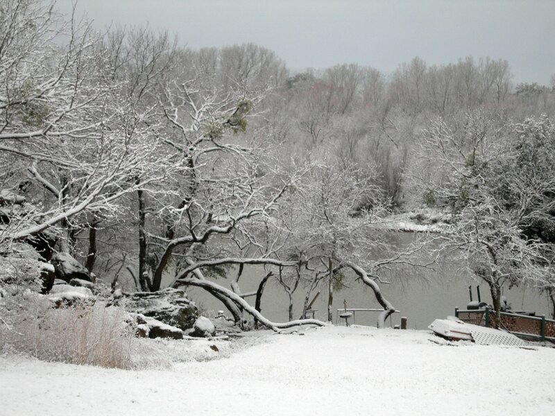 Snow-covered trees by a lake