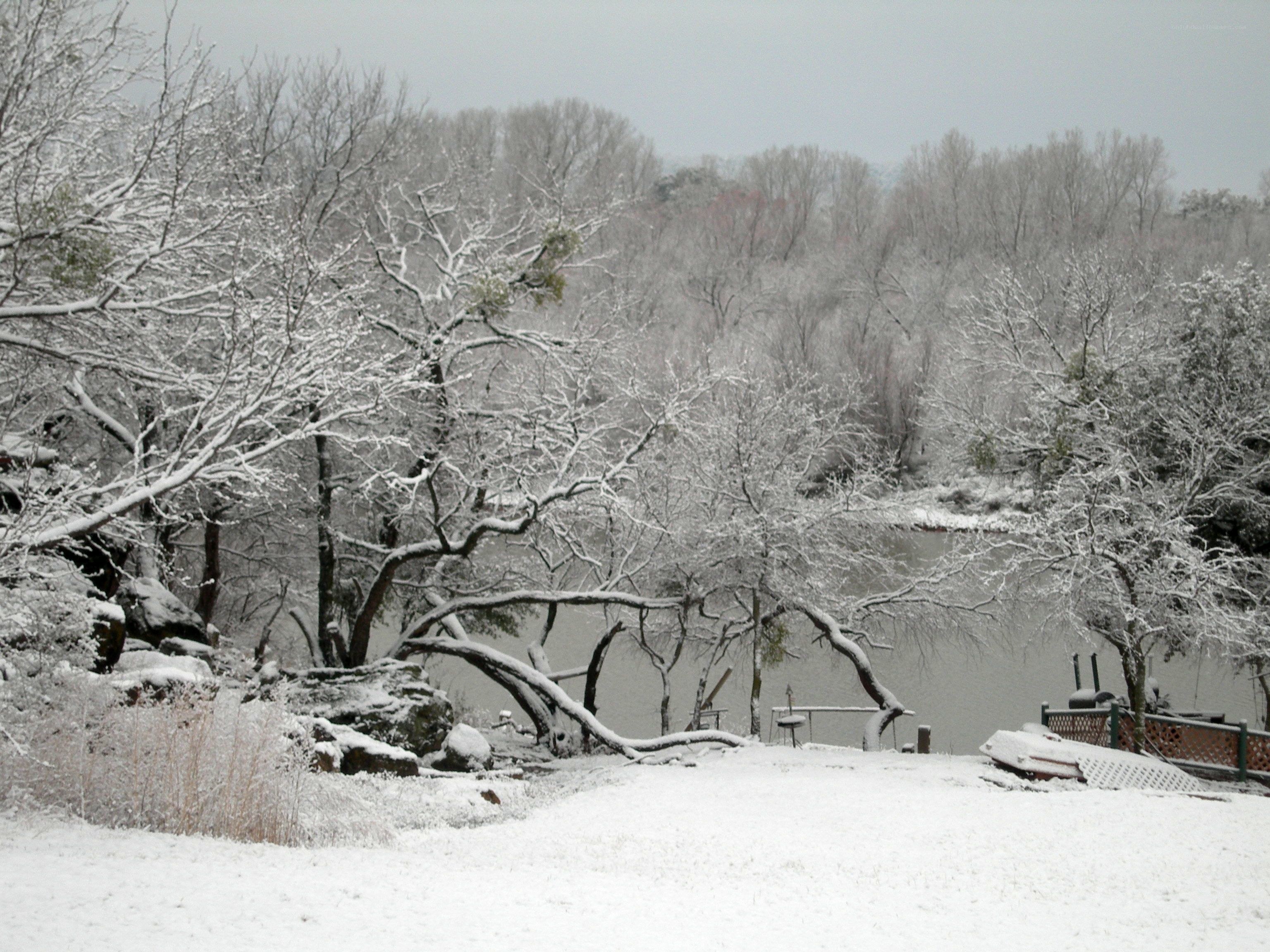 Snow-covered trees by a lake