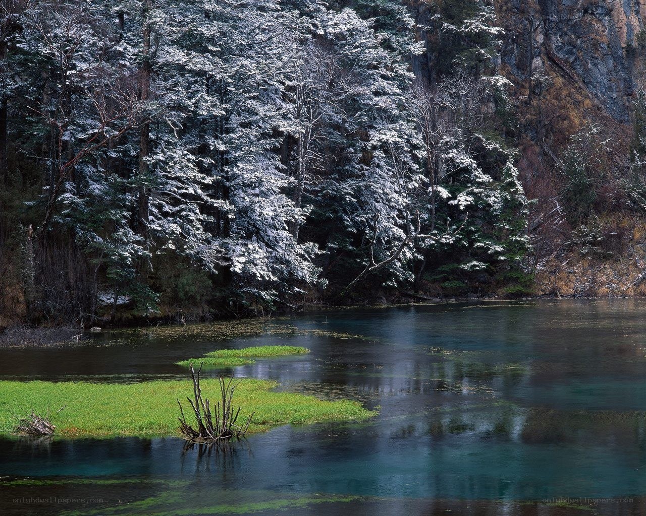 Snow-covered trees by a lake
