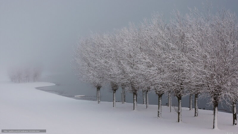 Snow-covered trees by a lake
