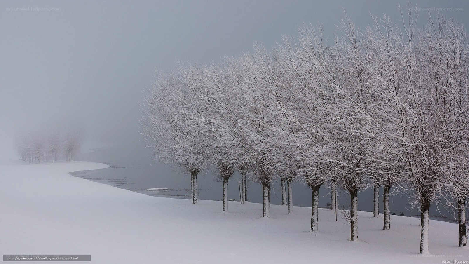 Snow-covered trees by a lake