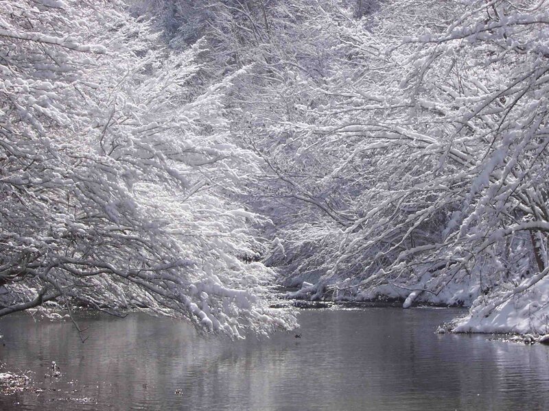 Snow-covered trees by a river