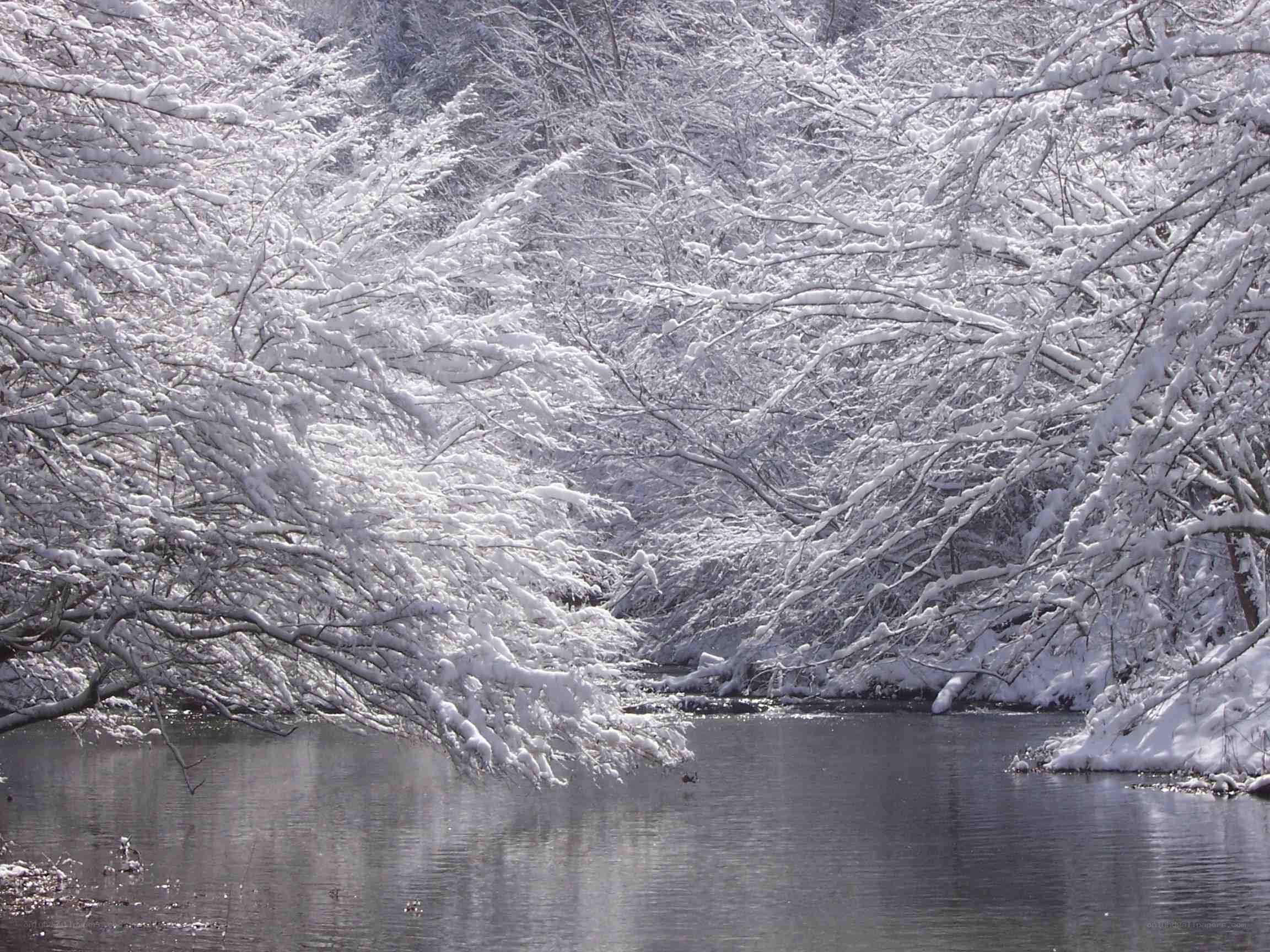 Snow-covered trees by a river