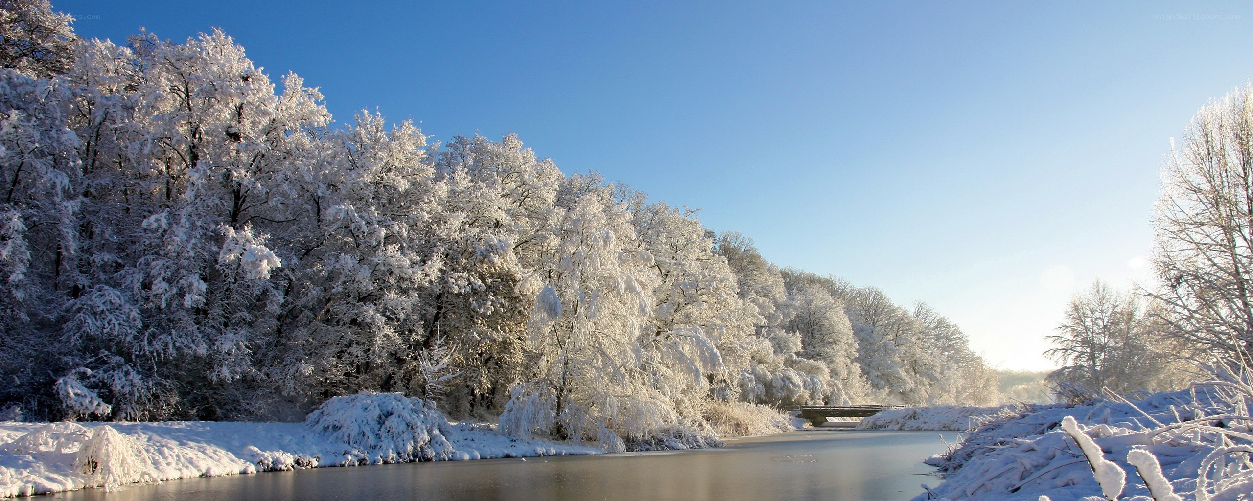 Snow-covered trees by a river