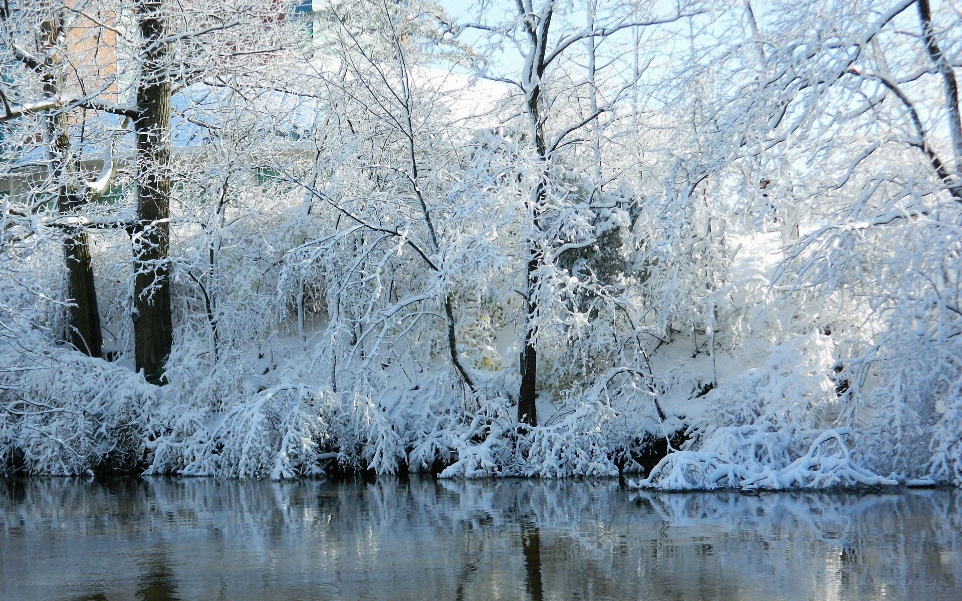 Snow-covered trees by a river
