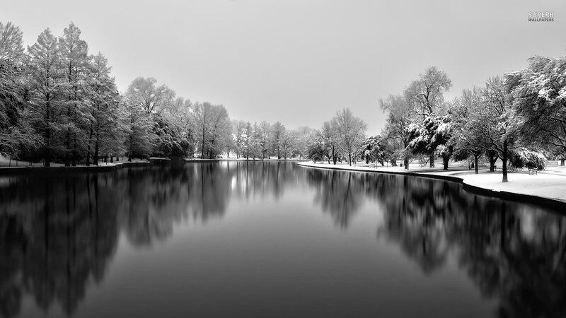 Snow-covered Trees by Lake — Black