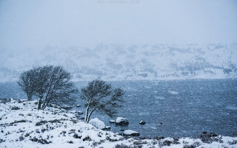 Snow-covered Trees by Lake — Blue, Cold, Overcast