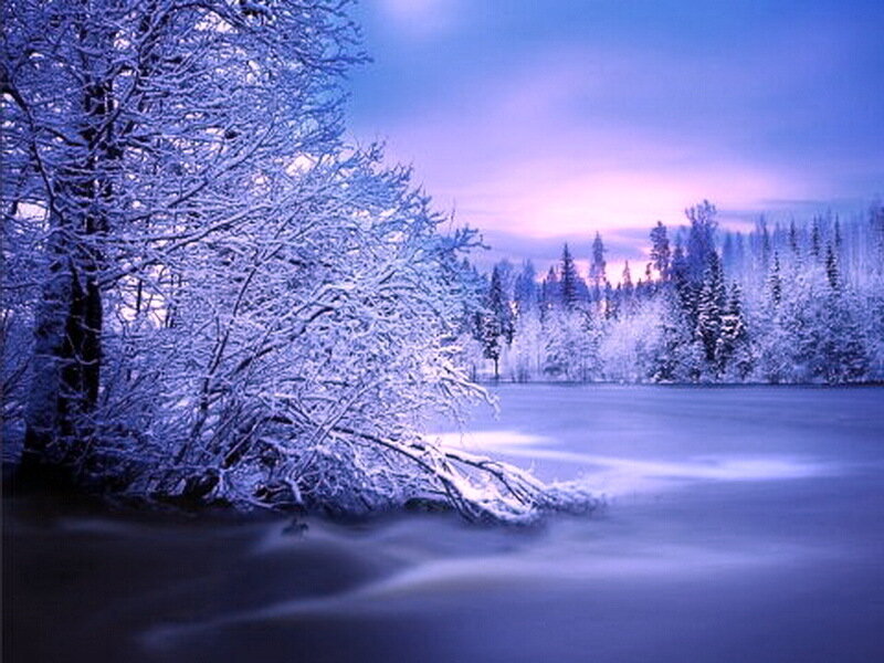 Snow-covered Trees by Lake — Blue