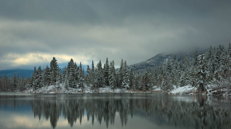 Snow-covered Trees by Lake — Gray