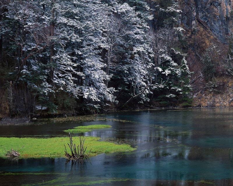 Snow-covered Trees by Lake — Green, Serene