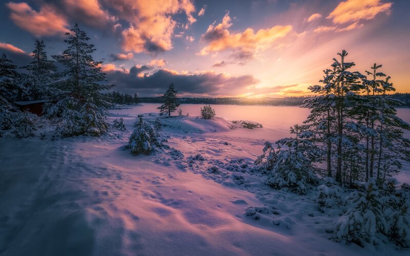 Snow-covered Trees by Lake — Pink, Serene
