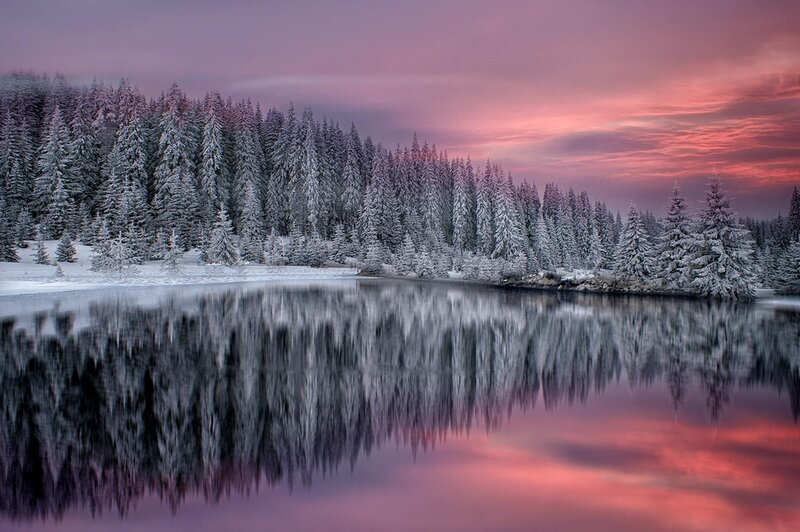 Snow-covered Trees by Lake — Pink