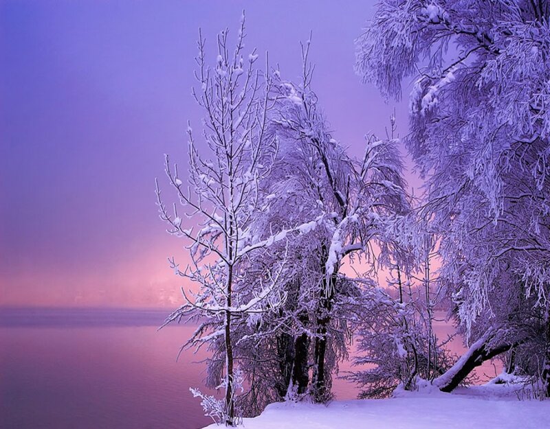 Snow-covered Trees by Lake — Purple, Serene, Winter