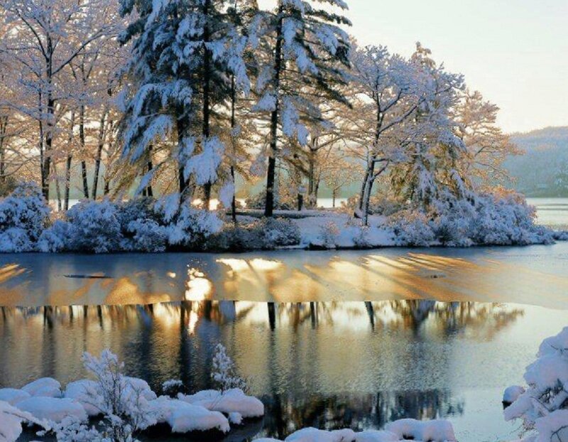 Snow-covered Trees by Lake — White, Serene, Winter, Photograph, Snow, Sunlight