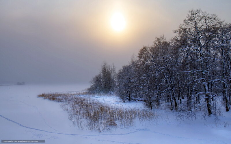 Snow-covered Trees by Lake — White, Serene, Winter, Photograph, Sun