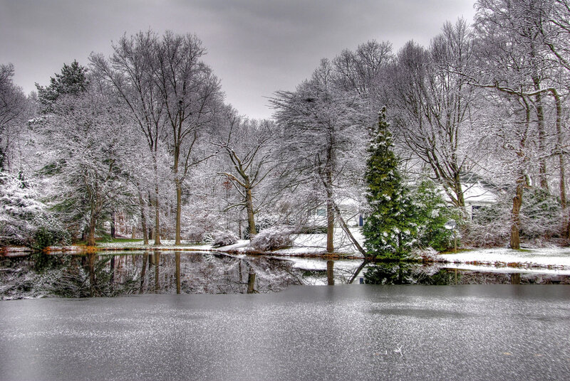 Snow-covered Trees by Pond