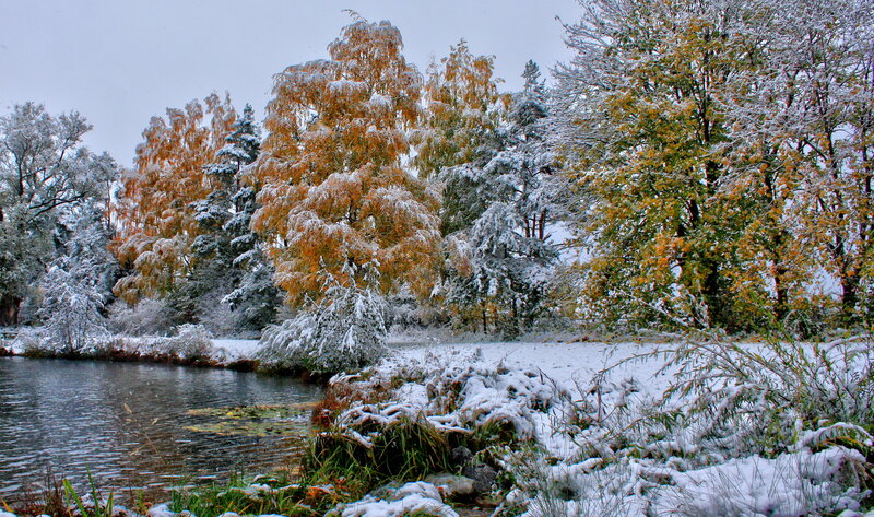 Snow-covered Trees by Pond — White, Serene