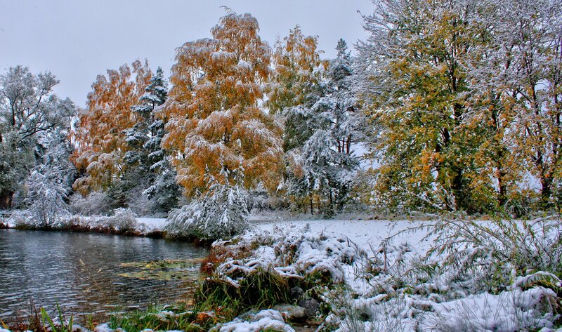 Snow-covered Trees by Pond — White, Serene, Winter