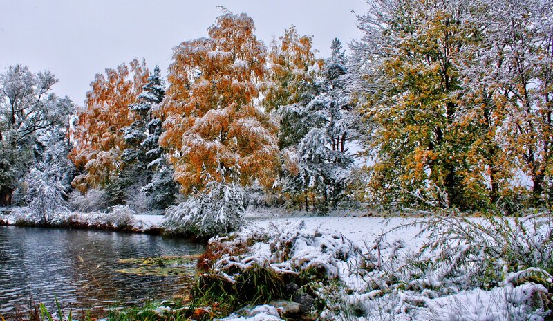 Snow-covered Trees by Pond — White