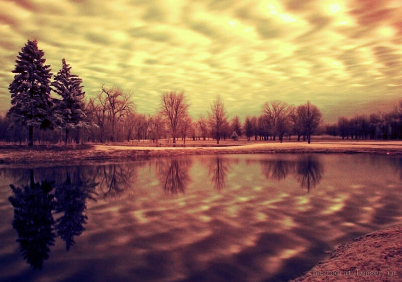 Snow-covered Trees by Pond — Yellow