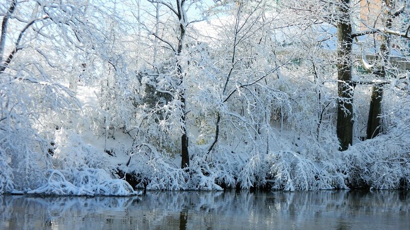Snow-covered Trees by River — Brown