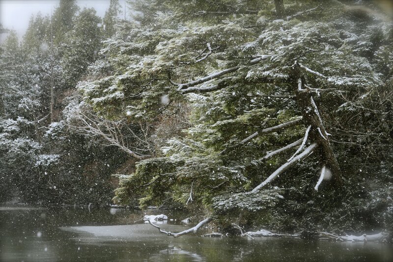 Snow-covered Trees by River — Green