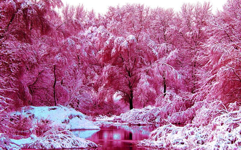 Snow-covered Trees by River — Pink