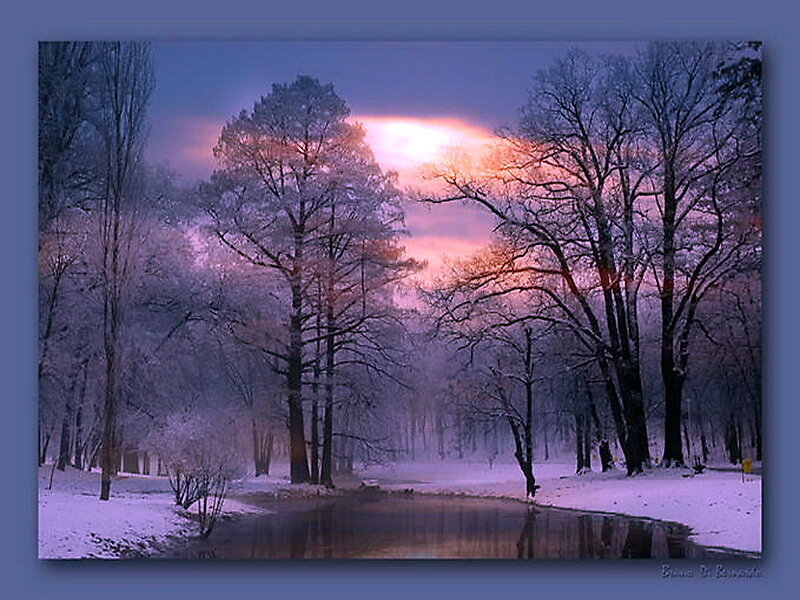 Snow-covered Trees by River — Purple