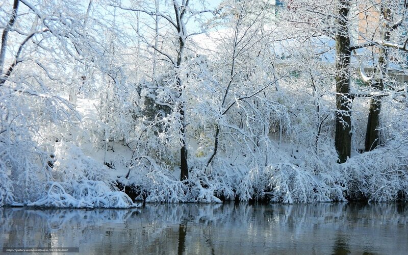 snow-covered trees by river