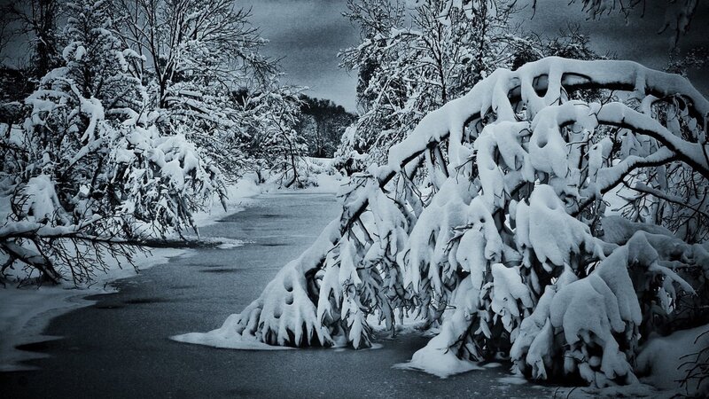 Snow-covered Trees by River — White, Cold