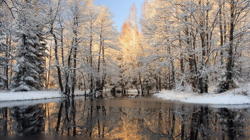Snow-covered Trees by River — White, Serene