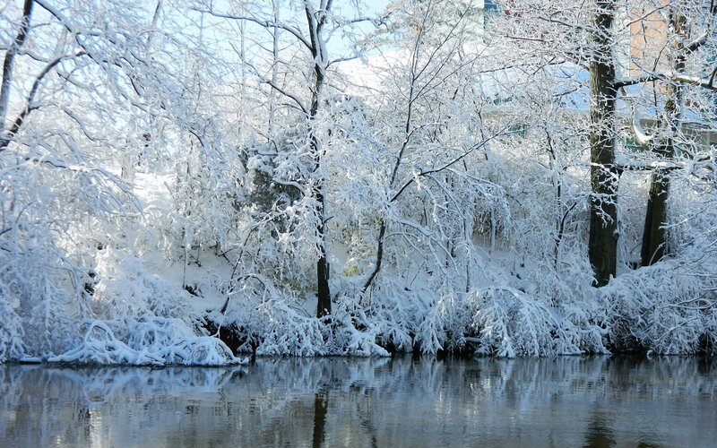 Snow-covered Trees by River — White, Serene, Winter, Photograph, Snow, Blue, Brown