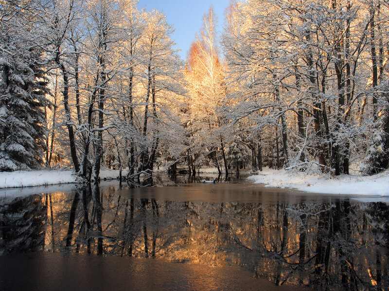 Snow-covered Trees by River — White, Serene, Winter, Photograph, Snow, Reflection