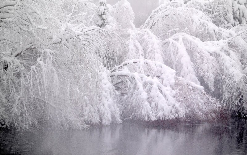 Snow-covered Trees by Water — White