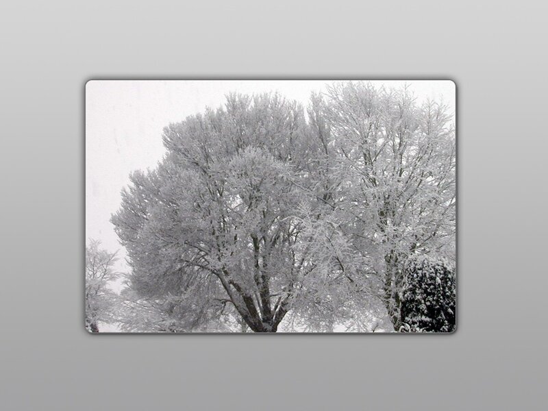 Snow-covered Trees — Cold, Photograph