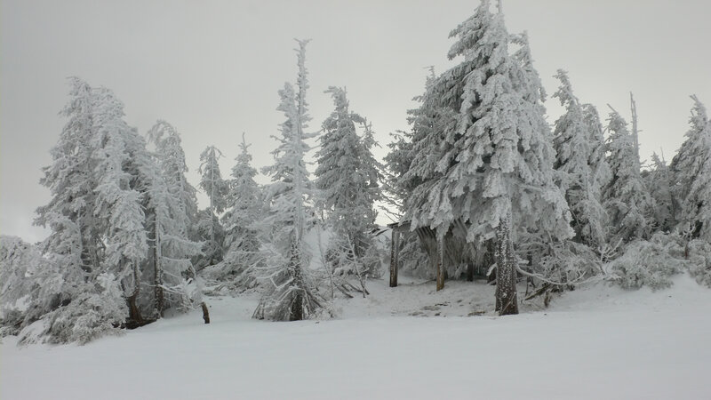 Snow-covered Trees — Cold, Winter