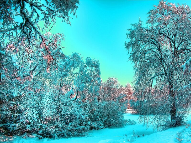 Snow-covered Trees — Cyan, Serene