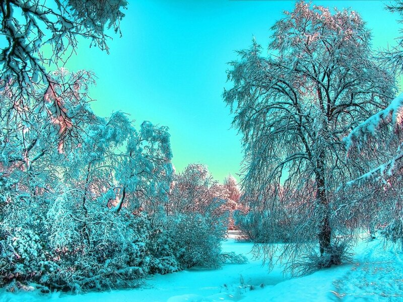 Snow-covered Trees — Cyan, Serene, Winter, Photograph